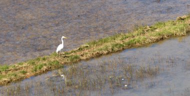 Egret Madagaskar 'daki tarım alanında duruyor.