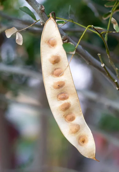 Samen hängen in einem Baum — Stockfoto