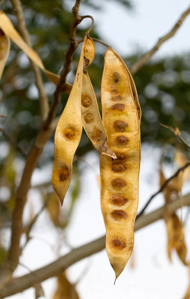 Samen hängen in einem Baum — Stockfoto
