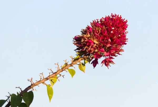 Большой красный цветок на растении — стоковое фото