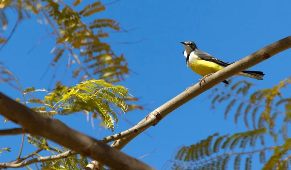 Madagaskar Wagtail (Motacilla flaviventris) — Stok fotoğraf