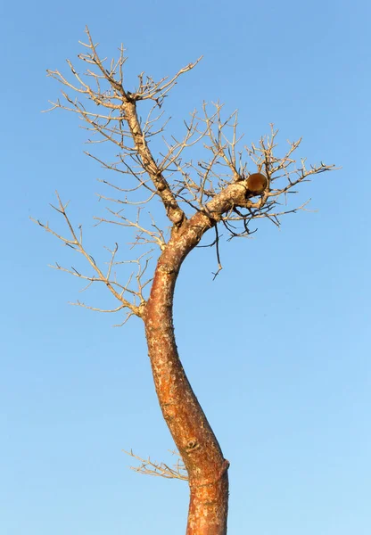 Baobab alberi da frutto in Africa — Foto Stock