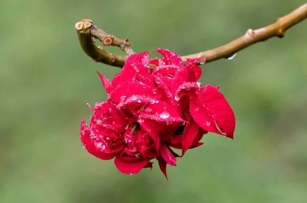 Υγρό κόκκινο λουλούδι — Φωτογραφία Αρχείου