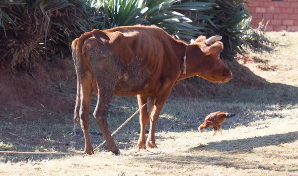 Vaca-zebu-marrom (Bos primigenius indicus ) — Fotografia de Stock