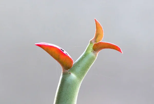 Malá zelená rostlina s červenými listy — Stock fotografie