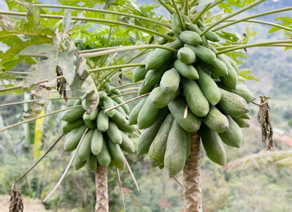 Papaya träd i Madagaskars regnskog — Stockfoto