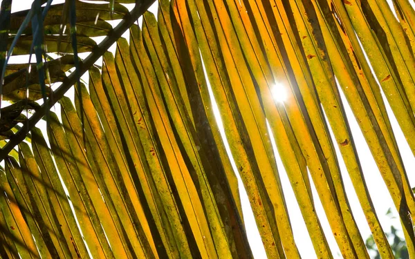 Solen skiner genom palmblad — Stockfoto