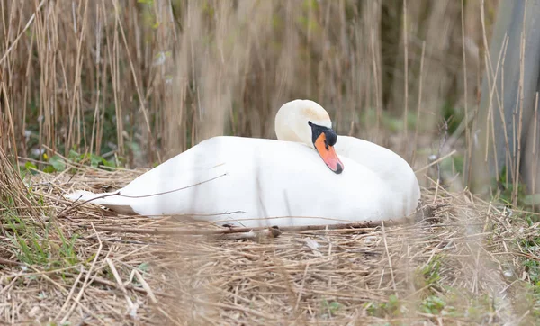 White Swan Nest Netherlands — Stock Photo, Image