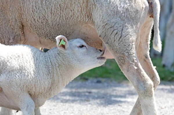 Små Lamm Dricka Med Sin Mamma Får — Stockfoto