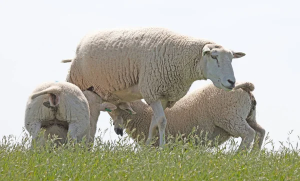 Små Lamm Dricka Med Sin Mamma Får — Stockfoto