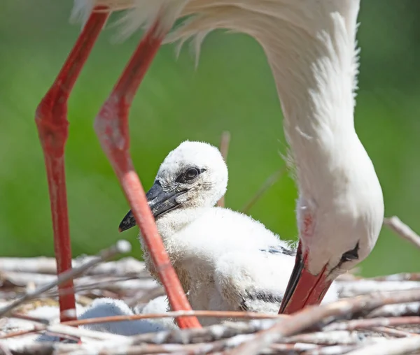 一只白鹤坐在鸟巢上的小鸡 西科尼亚西科尼亚 — 图库照片