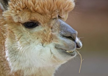 Yumuşak kahverengi alpaka kafası, yemek, seçici odak