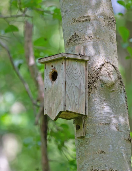 Houten Vogelhuis Aan Boom Selectieve Focus — Stockfoto