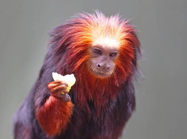 Goldener Löwe Tamarin Goldener Äffchen Roter Affe Fressend — Stockfoto