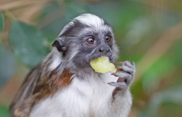 Mono Pequeño Color Blanco Negro Edipo Tamarin Comiendo — Foto de Stock