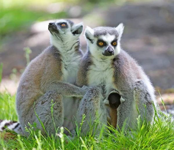 Ringsvansad Lemur Med Ett Barn Sittande Marken — Stockfoto