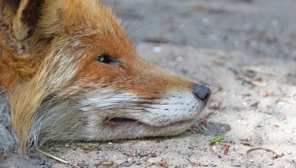 Close Red Fox Sleeping Selective Focus — Stock Photo, Image