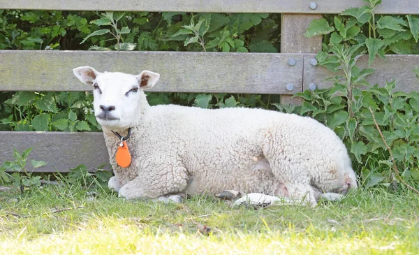 Овцы Отдыхающие Рядом Деревянным Забором Нидерланды — стоковое фото