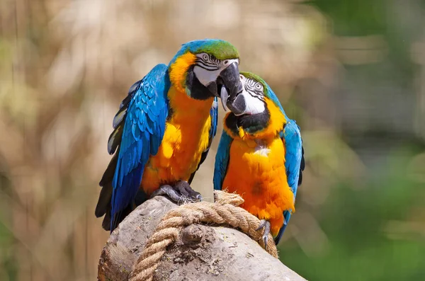 Pareja Loros Besándose Guacamayo Azul Dorado — Foto de Stock