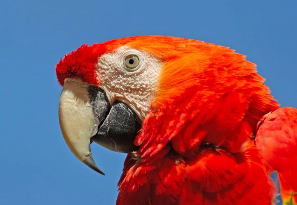 Szczegóły Głowy Papugi Scarlet Macaw Ara Macao Czerwony Portret Głowy — Zdjęcie stockowe