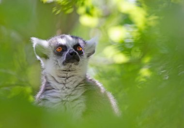 Halka kuyruklu lemur (Lemur catta) ağaçta oturuyor