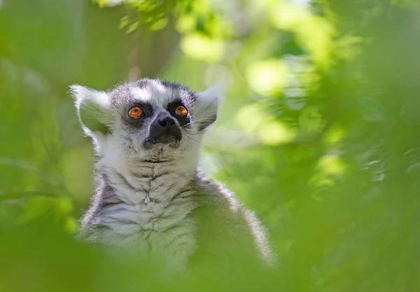 Lémur Cola Anillada Lemur Catta Sentado Árbol — Foto de Stock