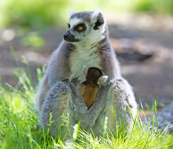 Lemure Coda Anello Con Bambino Seduto Terra — Foto Stock
