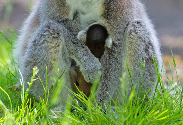 Lémure Cauda Anelada Com Bebé Sentado Chão — Fotografia de Stock