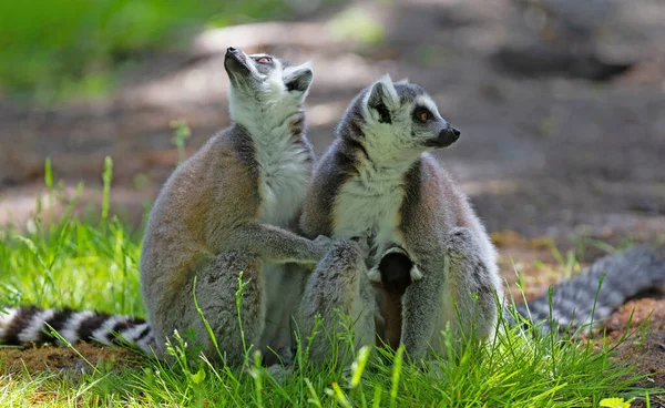 Halka Kuyruklu Lemur Bebek Yerde Oturuyor — Stok fotoğraf