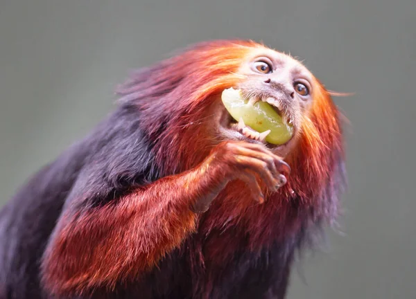 Tamaryna Złotego Lwa Marmoset Złoty Czerwona Małpa Jedząca — Zdjęcie stockowe