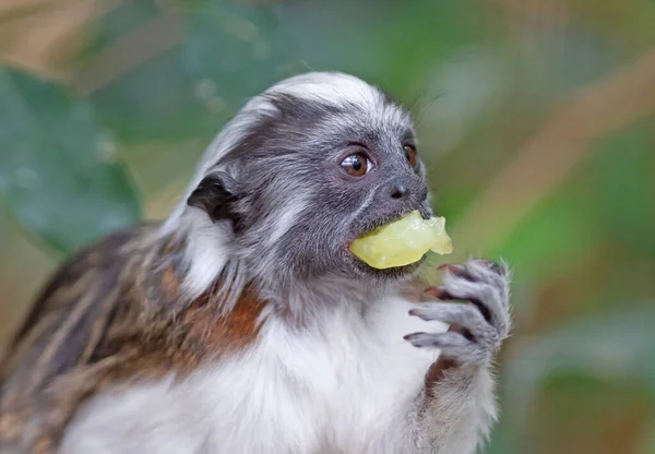 Schwarz Weiße Farbe Kleiner Affe Ödipus Tamarin Essen — Stockfoto