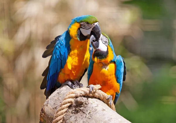 Couple Parrots Kissing Blue Gold Macaw — Stock Photo, Image