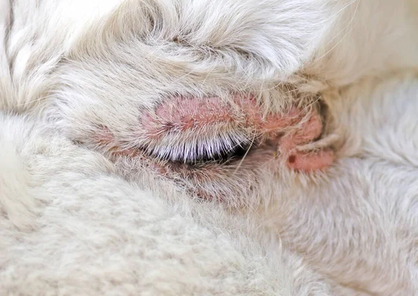 Fluffy White Alpaca Head Selective Focus Eye — Stockfoto