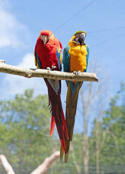 Casal Papagaio Araras Sentado Uma Árvore — Fotografia de Stock