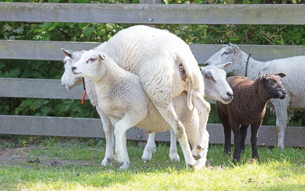 Sheep Funny Position Climbing Eachother — Stock Photo, Image