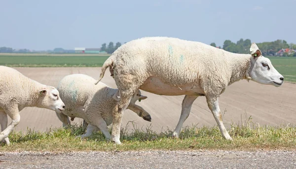 Små Lamm Dricka Med Sin Mamma Får — Stockfoto