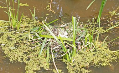 Göletin kıyısında yumurtalı yaban ördeği.