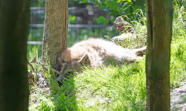 Hyena Alszik Fekszik Erdőben Fogság — Stock Fotó