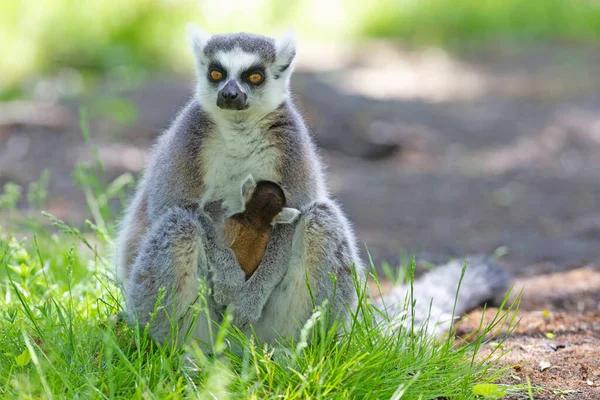 Ringsvansad Lemur Med Ett Barn Sittande Marken — Stockfoto