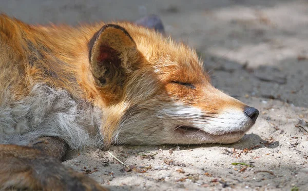Close Red Fox Sleeping Selective Focus — Stock Photo, Image