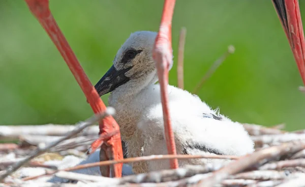 Pisklę Bociana Białego Siedzącego Gnieździe Ciconia Ciconia — Zdjęcie stockowe