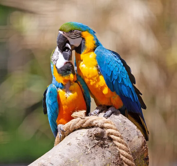 Coppia Pappagalli Baci Ara Azzurra Oro — Foto Stock