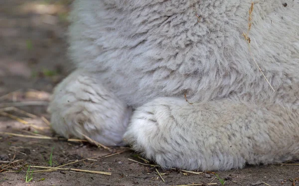 Fluffy Alpaca Blanca Enfoque Selectivo Sentado Suelo — Foto de Stock