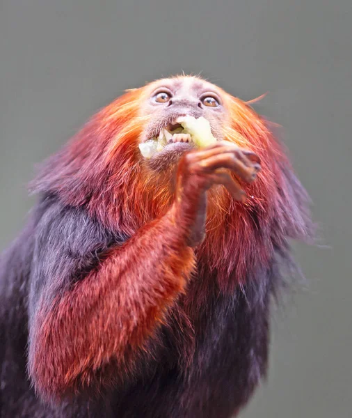 Gouden Leeuw Tamarin Gouden Marmoset Rode Aap Eten — Stockfoto