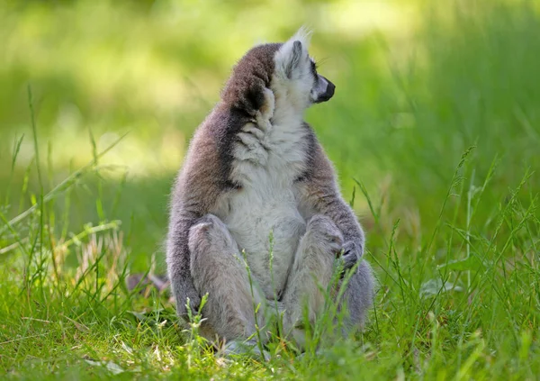 Δαχτυλίδι Ουρά Λεμούριος Lemur Catta Κάθεται Στο Έδαφος — Φωτογραφία Αρχείου
