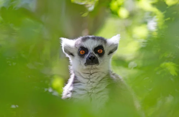 Gyűrűs Farkú Maki Lemur Catta Egy Fán — Stock Fotó