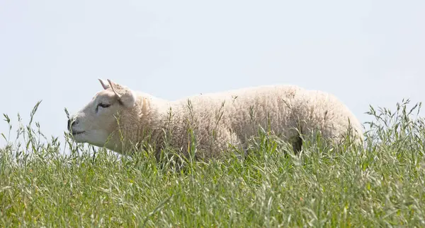 Des Moutons Gisent Sur Une Digue Verte Aux Pays Bas — Photo