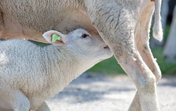 Pequeno Cordeiro Bebendo Com Sua Mãe Ovelha — Fotografia de Stock