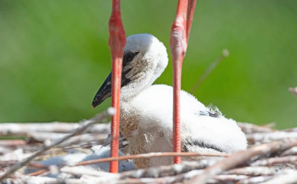 Kuiken Van Een Witte Ooievaar Zittend Een Nest Ciconia Ciconia — Stockfoto