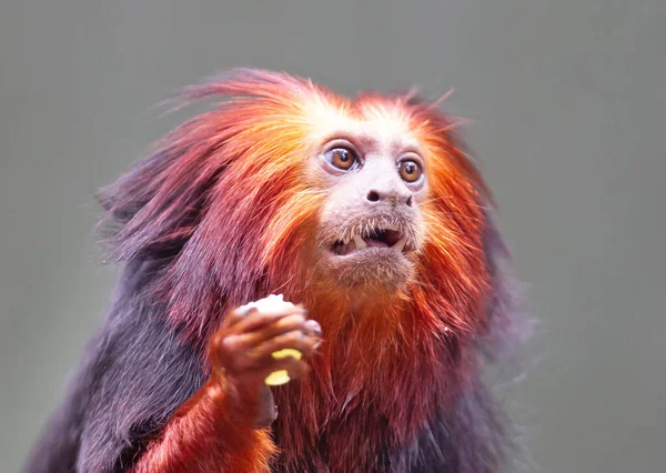 Golden Lion Tamarin Golden Marmoset Red Monkey Eating — Stok Foto
